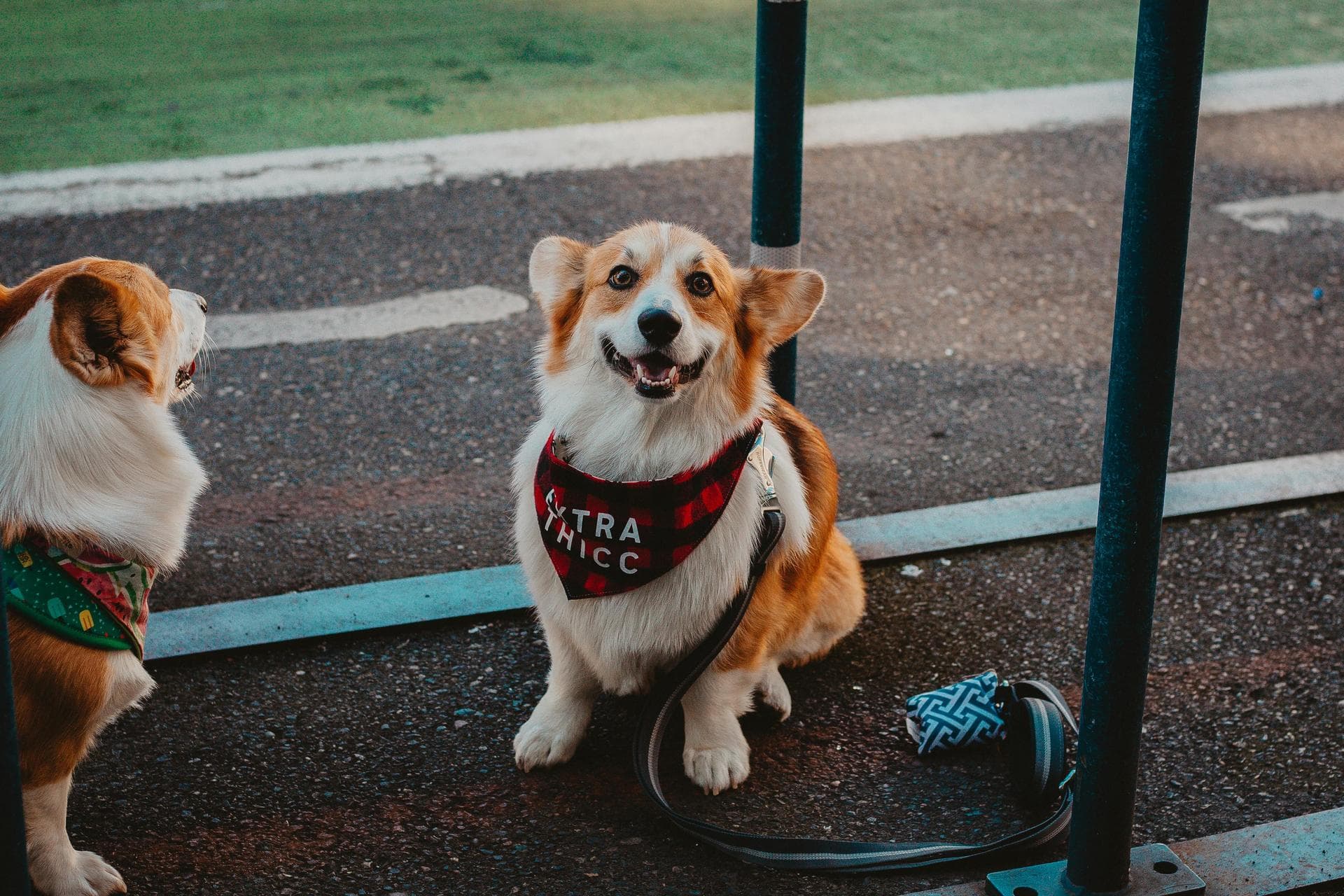 Dog & Cat Vets in McMinnville