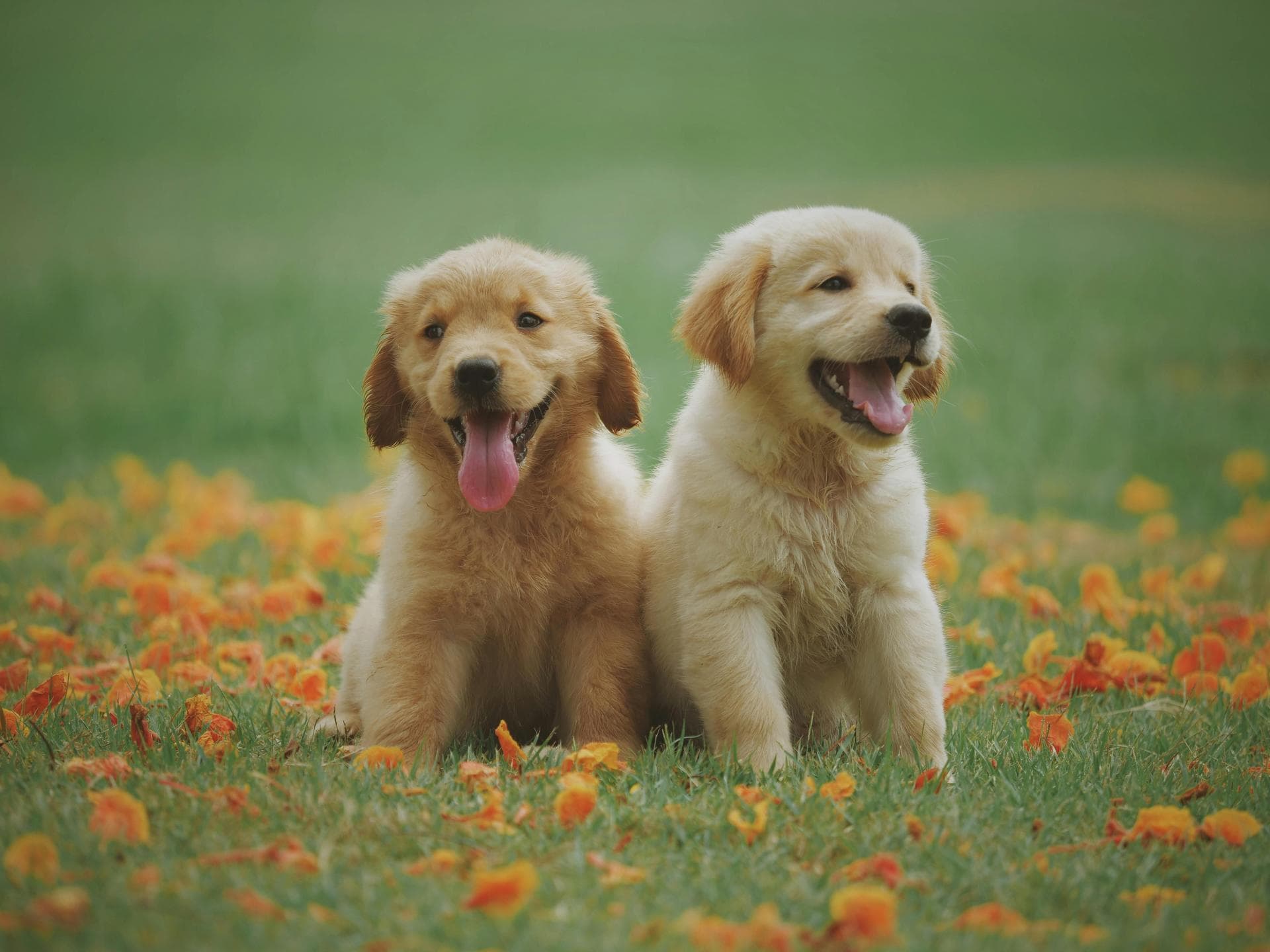 Dog & Cat Vets in Sevierville