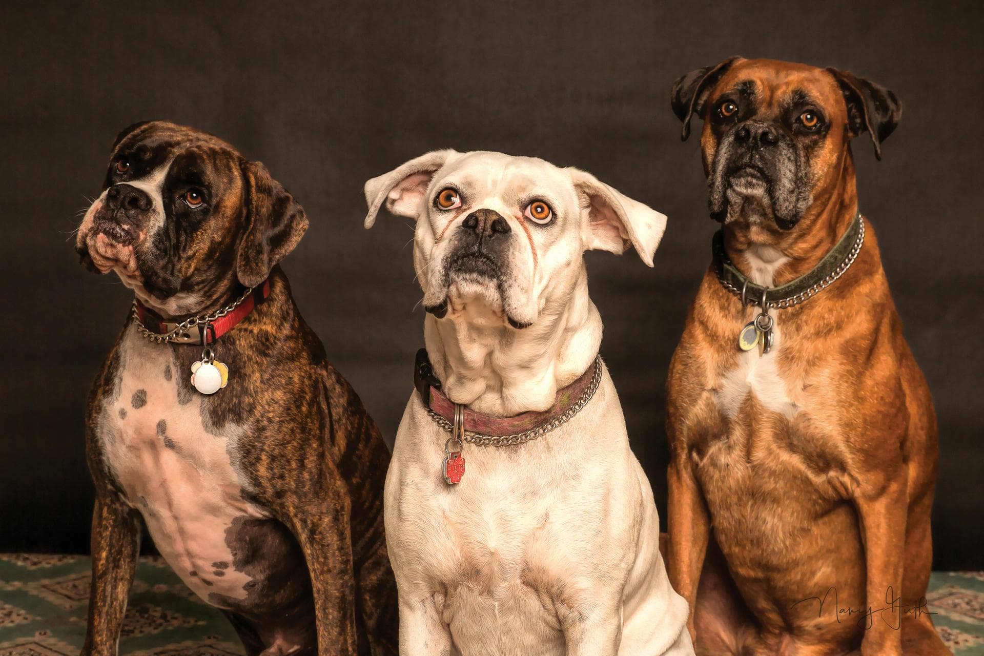Dog & Cat Vets in Talbott