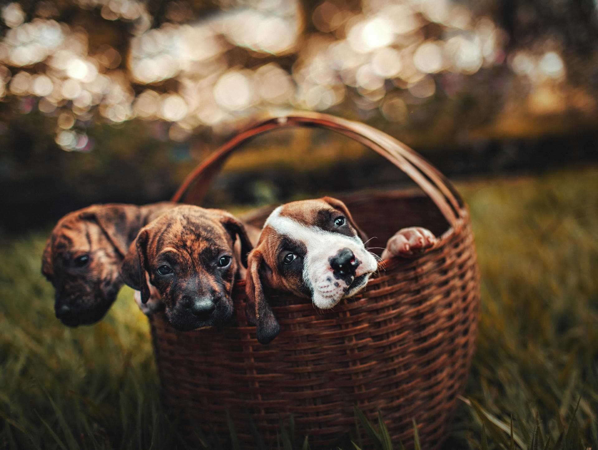 Dog & Cat Vets in Mt Pleasant