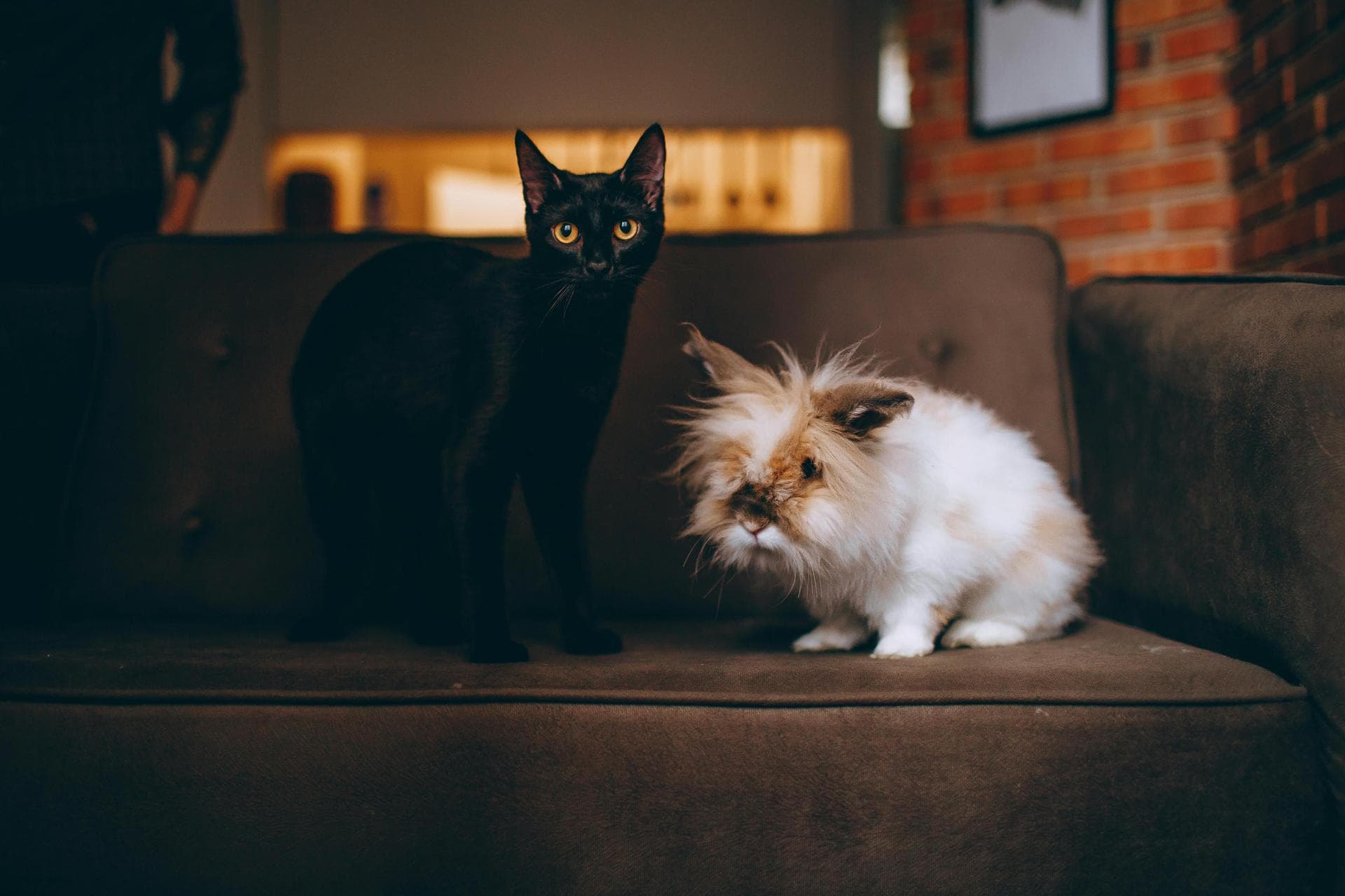 Dog & Cat Vets in Tellico Plains