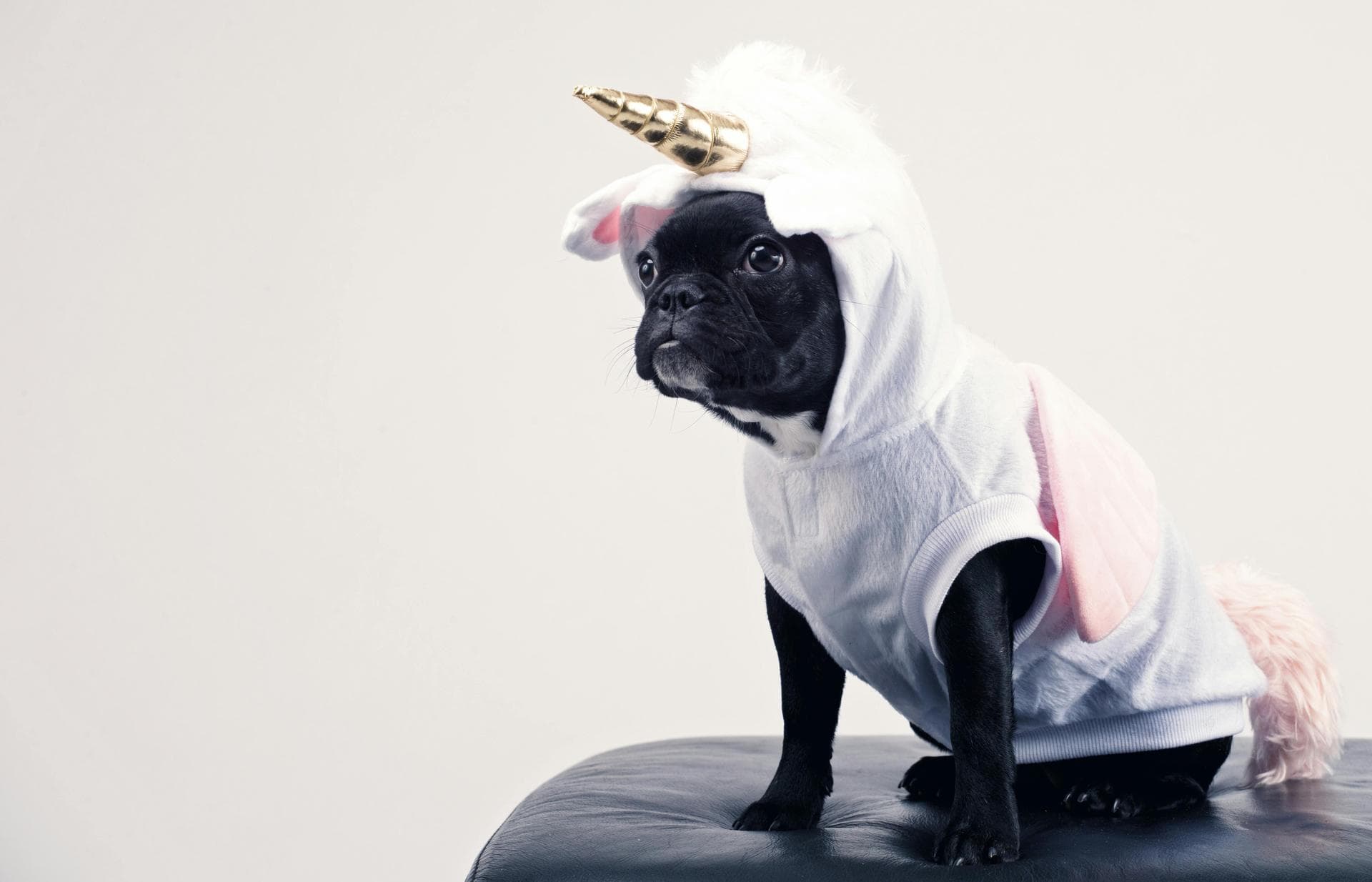 Dog & Cat Vets in Ooltewah
