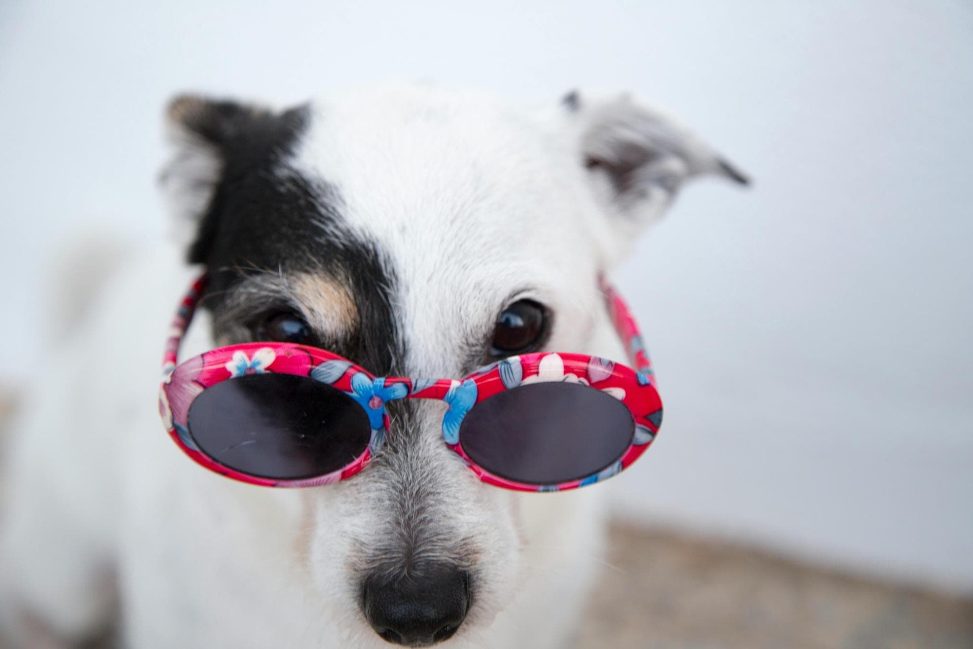 Dog & Cat Vets in Oliver Springs