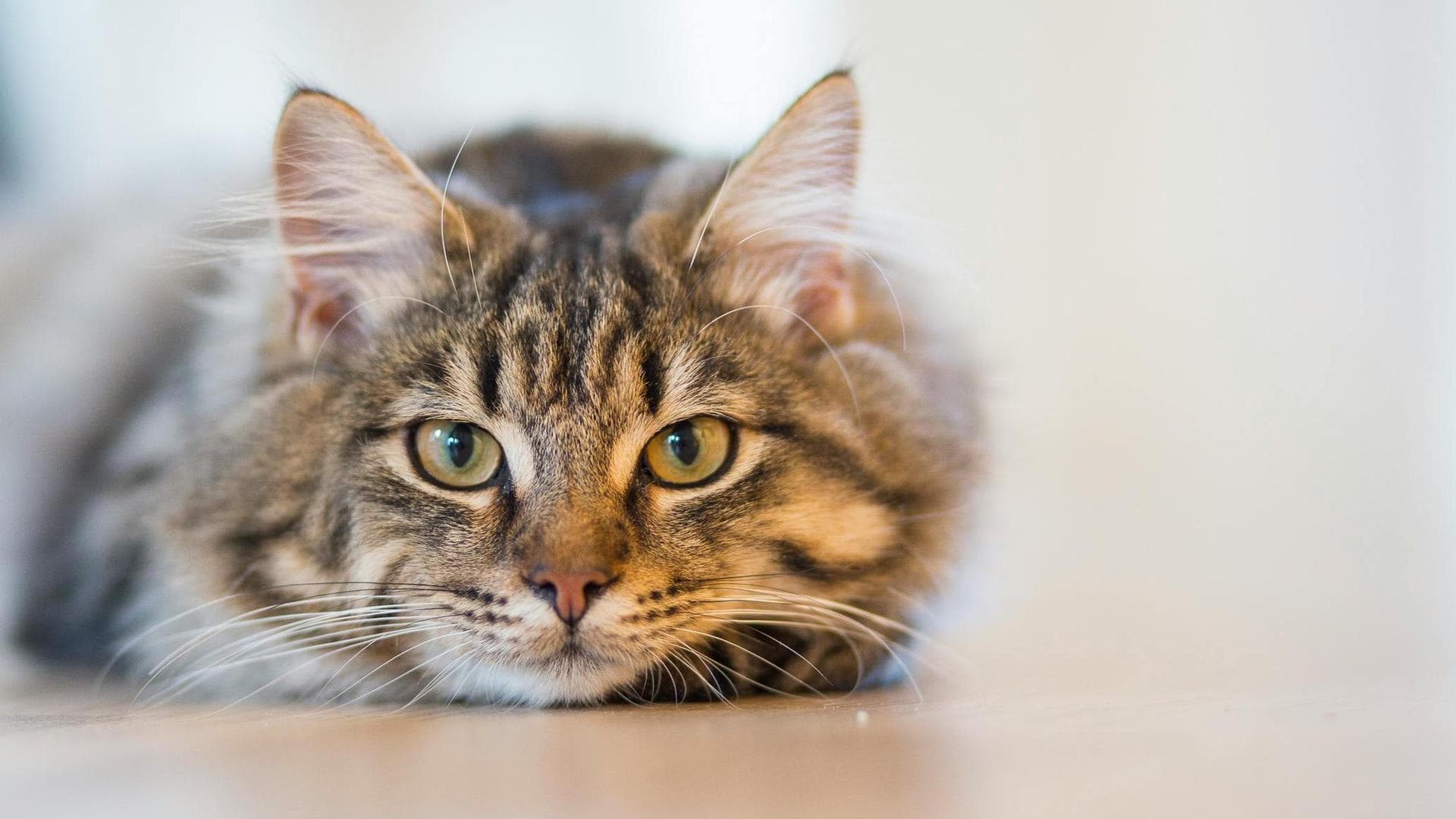 Dog & Cat Vets in Hohenwald