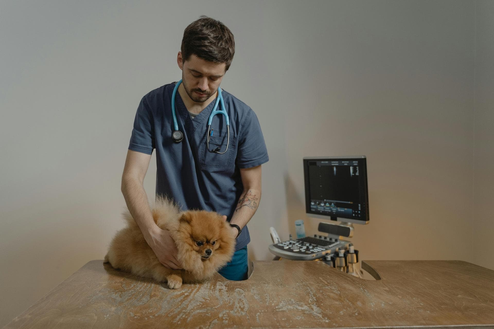 Dog & Cat Vets in Germantown