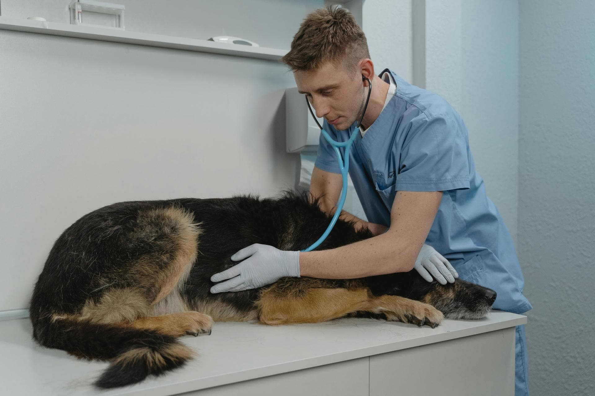 Dog & Cat Vets in Collegedale