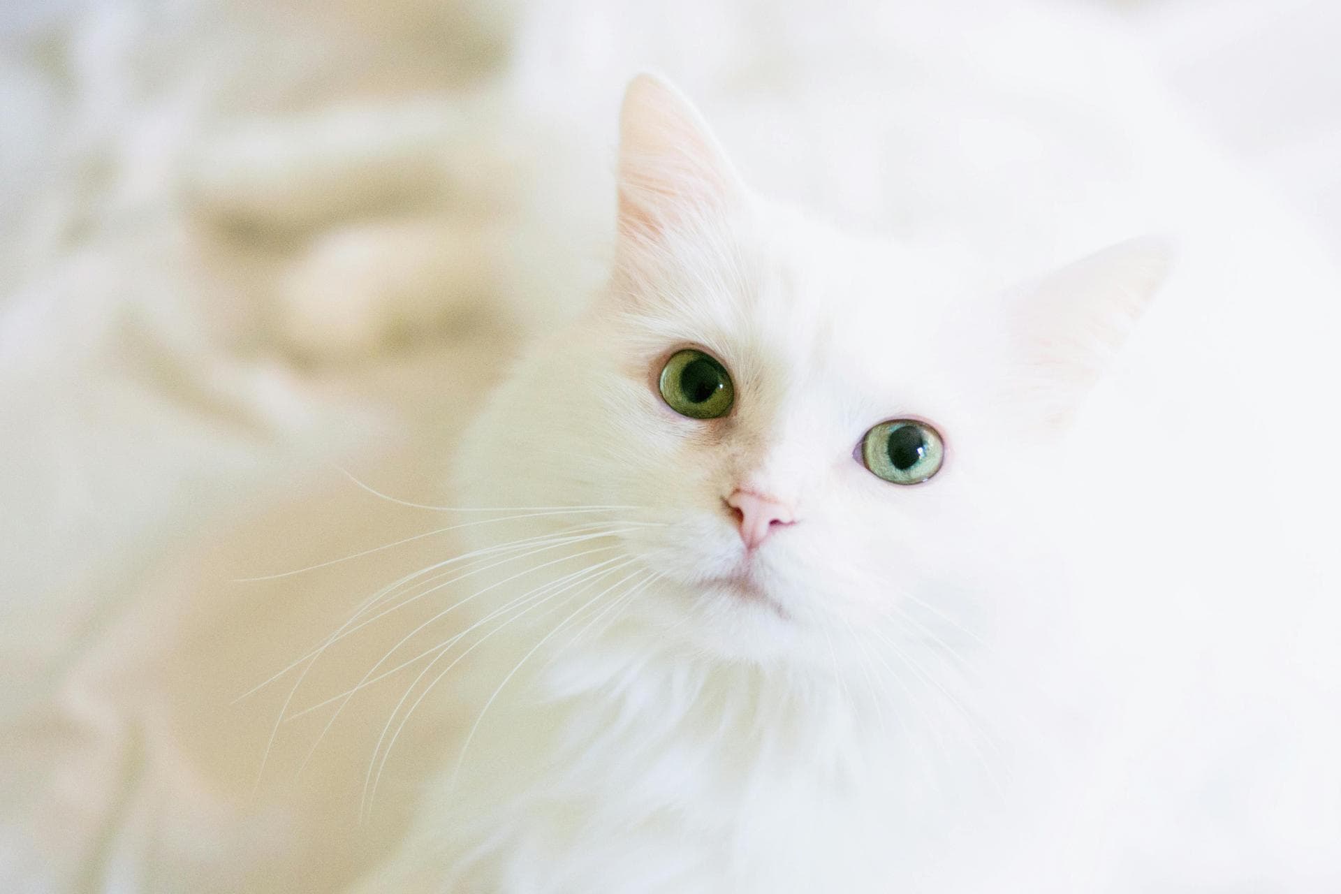 Dog & Cat Vets in Hohenwald