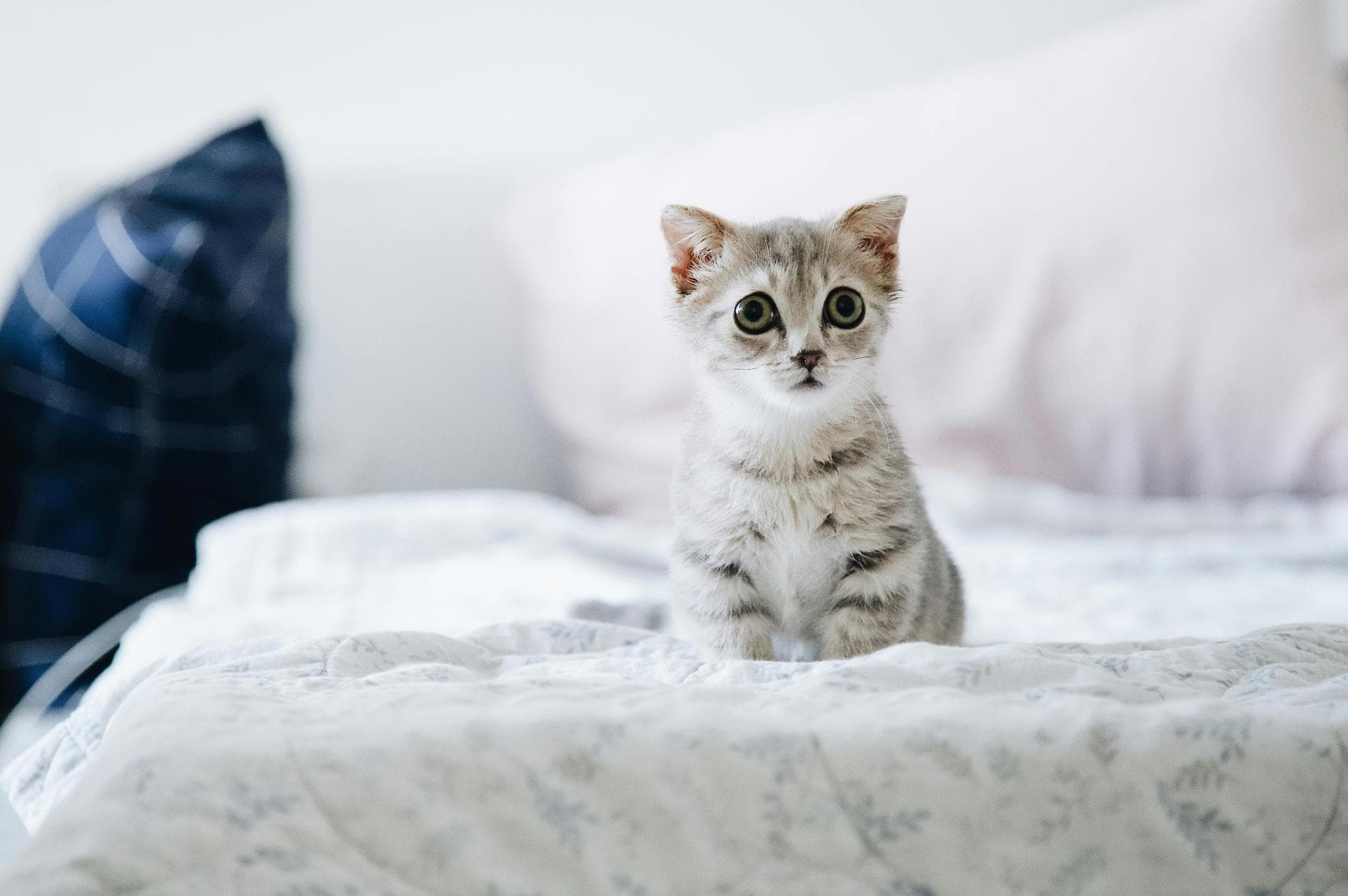 Dog & Cat Vets in Collegedale