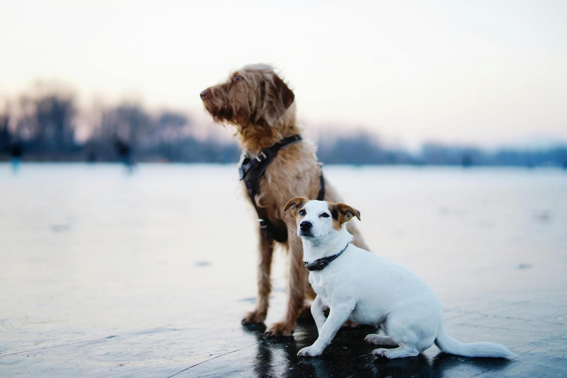 Dog & Cat Vets in Corryton