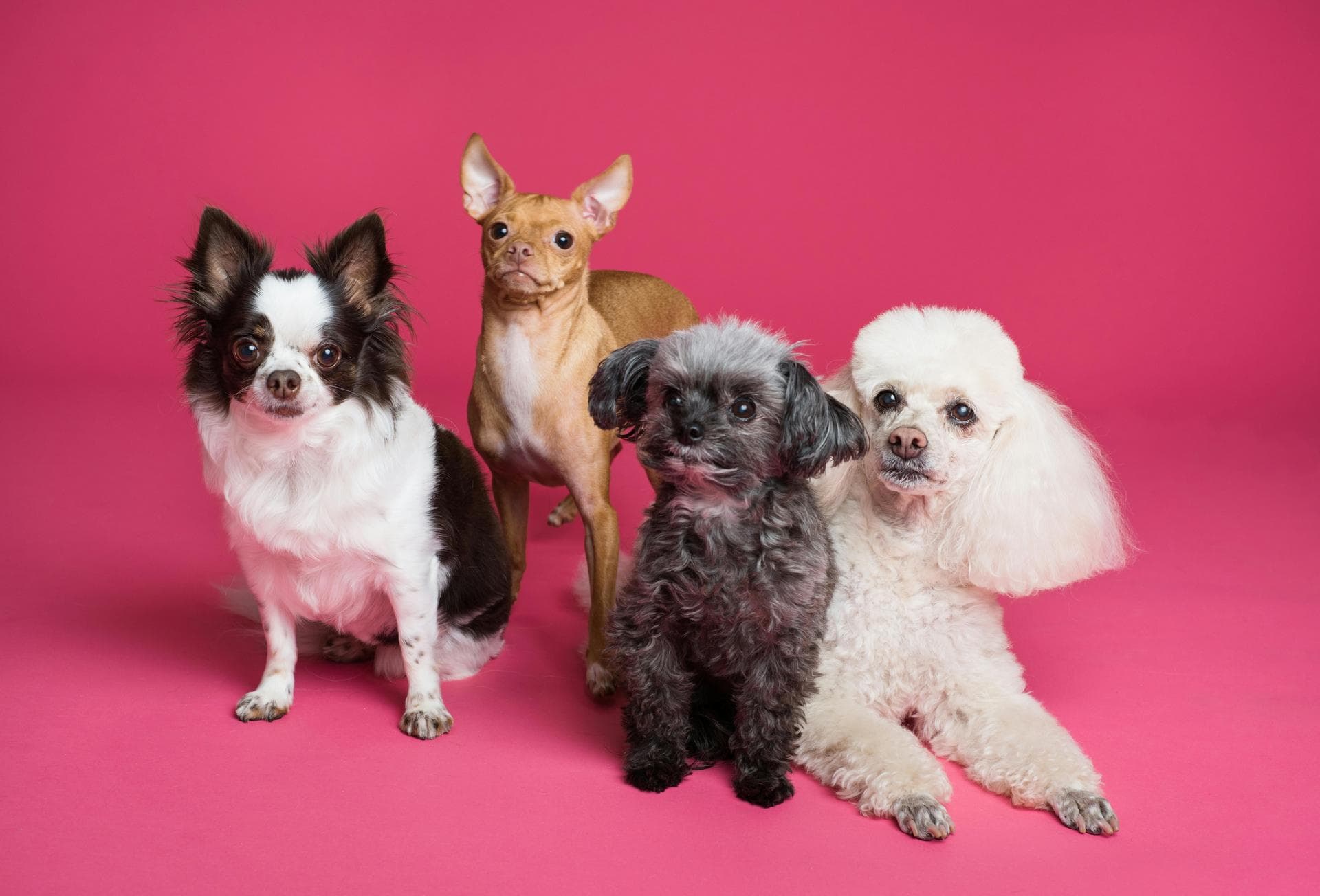 Dog & Cat Vets in Springfield