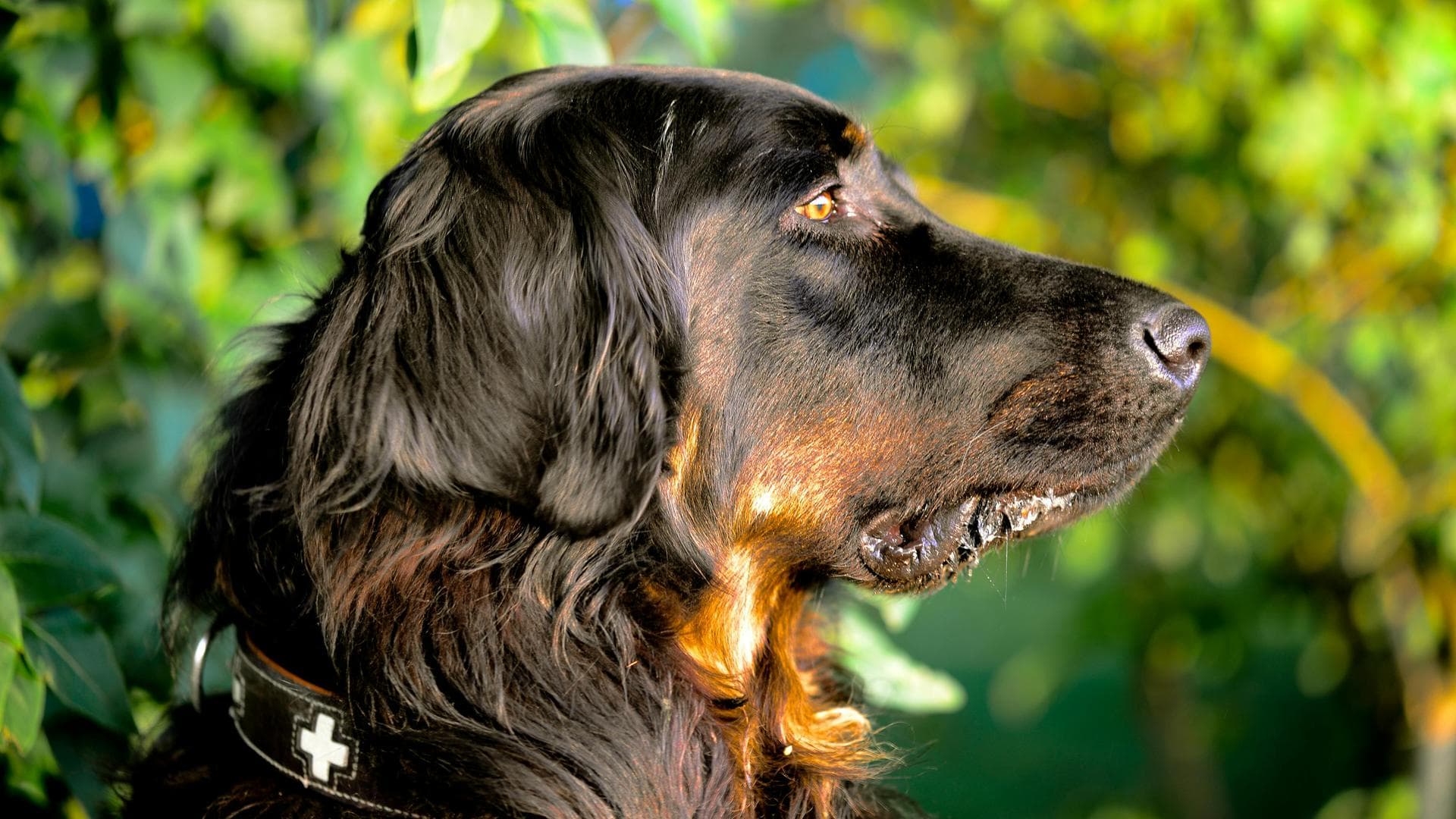 Dog & Cat Vets in Talbott