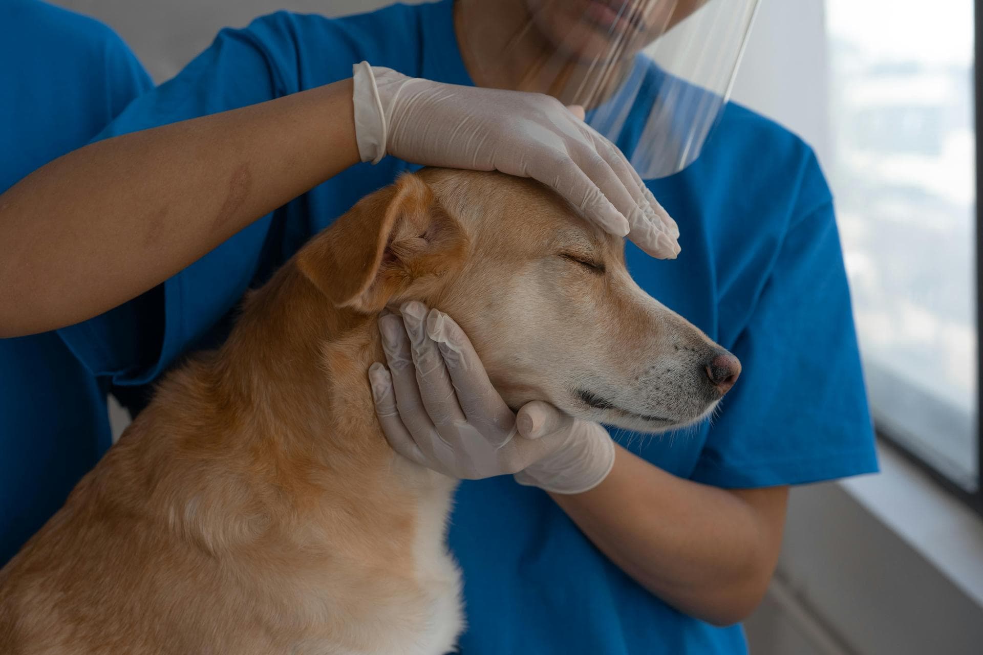 Dog & Cat Vets in Bartlett