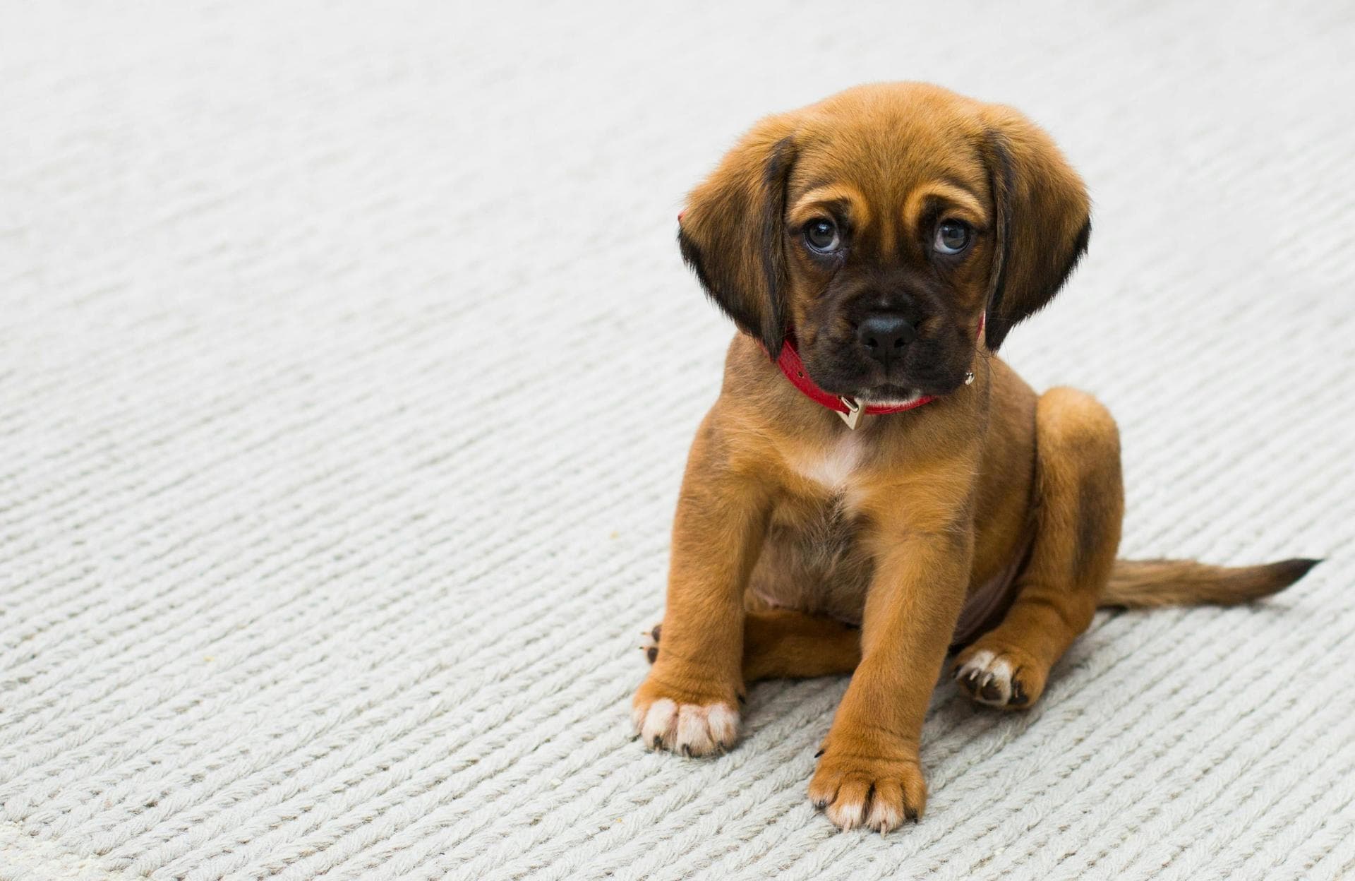 Dog & Cat Vets in Bartlett