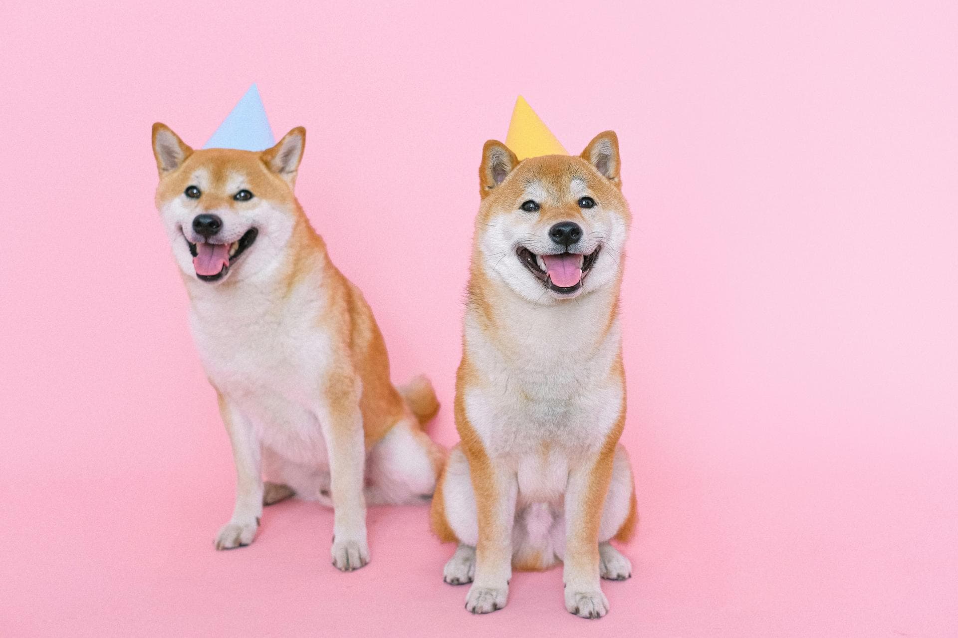 Dog & Cat Vets in Arlington